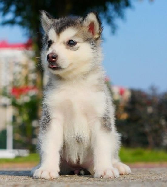 [Husky