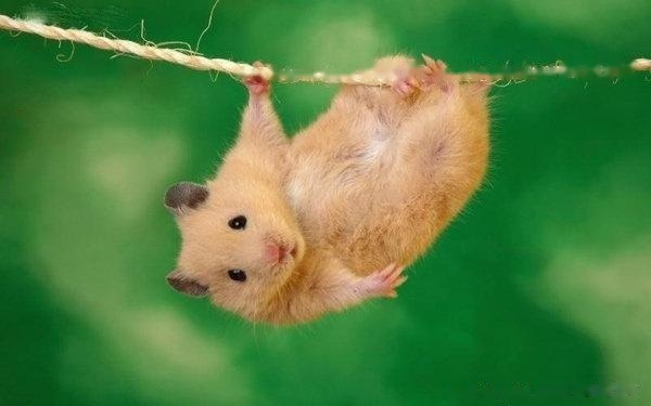 cute pet hamster pictures