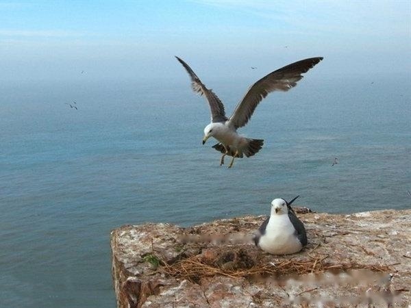 Seagulls