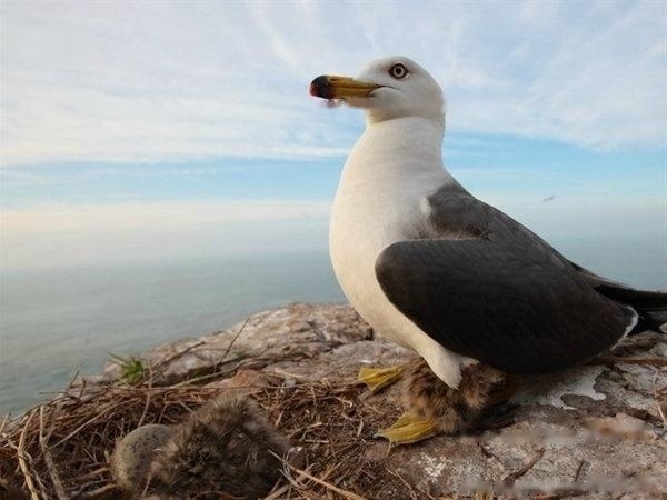 Seagulls