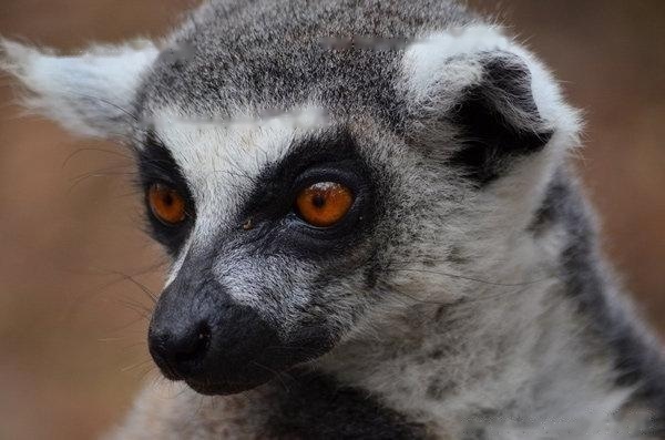 Lemur