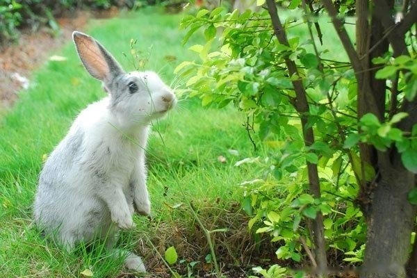 【Rabbit Picture】Bunny playing in the woods