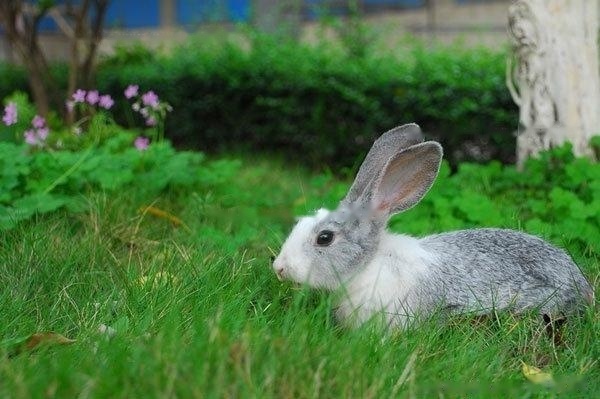 [Rabbit