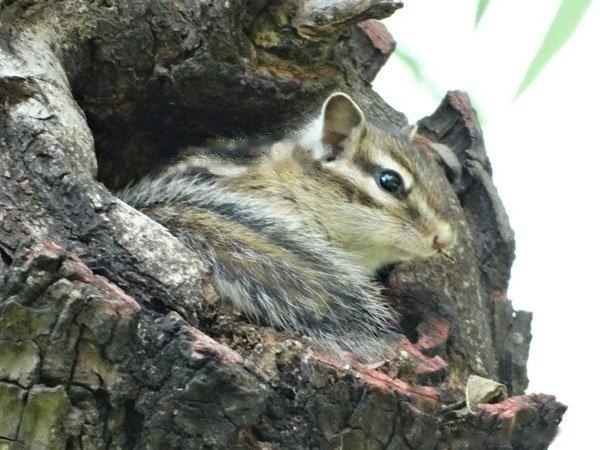 【Squirrel