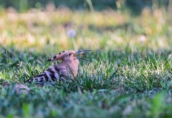 [Hoopoe