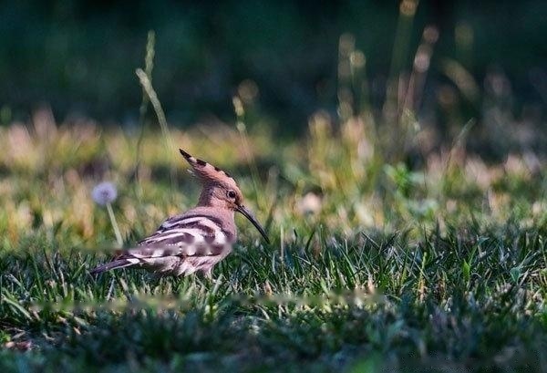 [Hoopoe