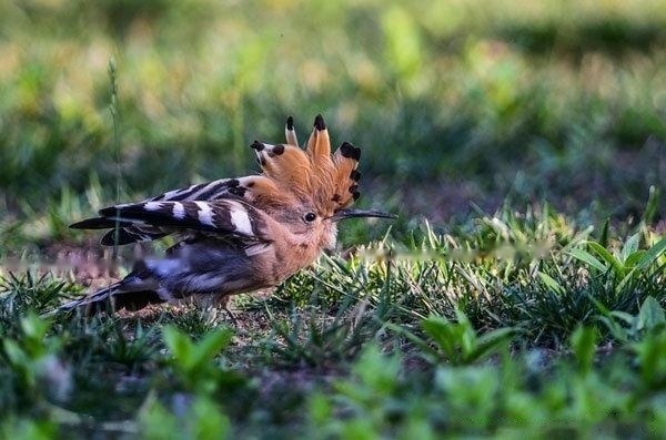 [Hoopoe