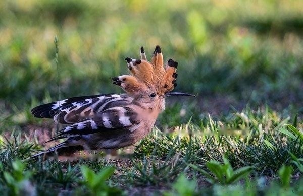 [Hoopoe