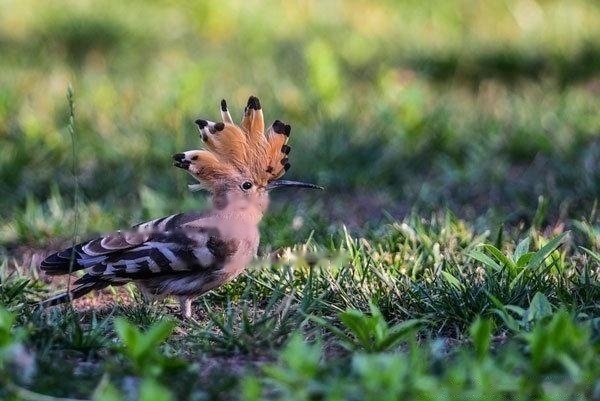 [Hoopoe