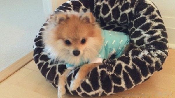 Pomeranian