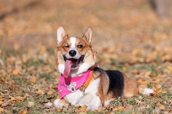 [Corgi