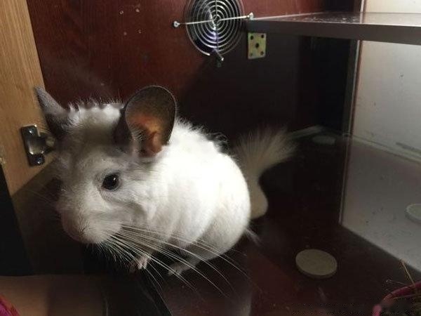 【Picture of chinchillas】The shedding chinchilla