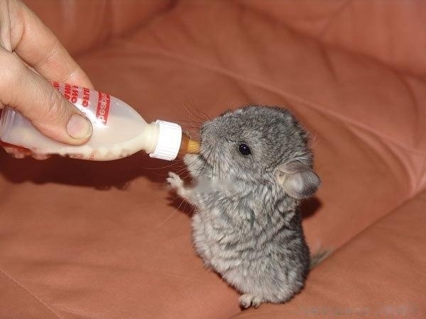 【Pictures of chinchillas】The life of chinchillas