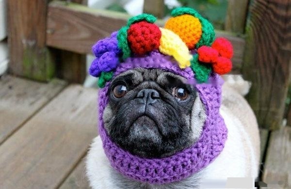 [Pug