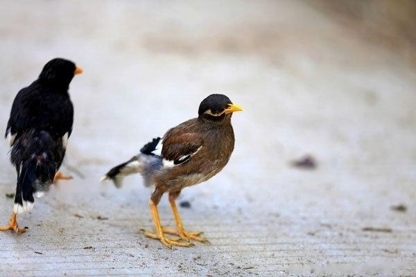 [Myna