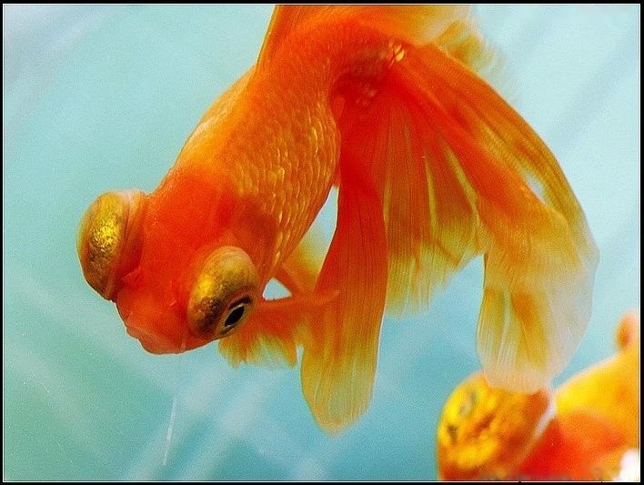 [Goldfish