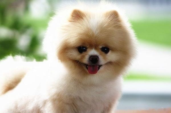 [Pomeranian