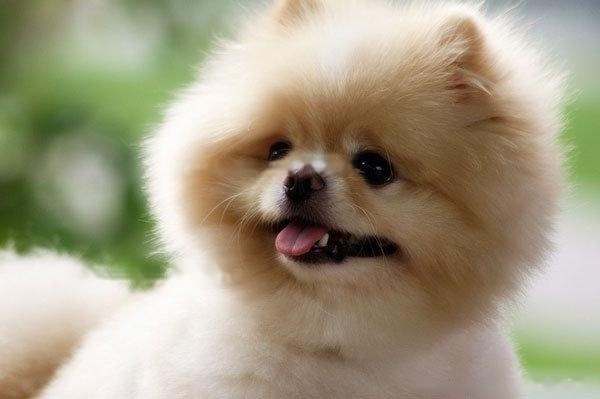 [Pomeranian