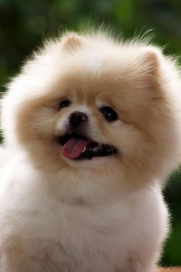 [Pomeranian