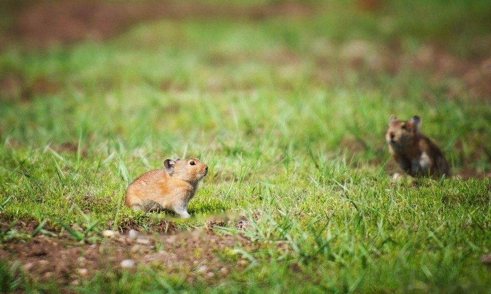 【Pika pictures in plateau】Looking up at the sky