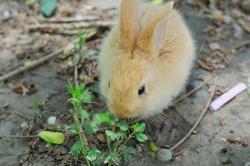 [Rabbit