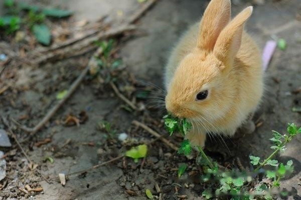 [Rabbit