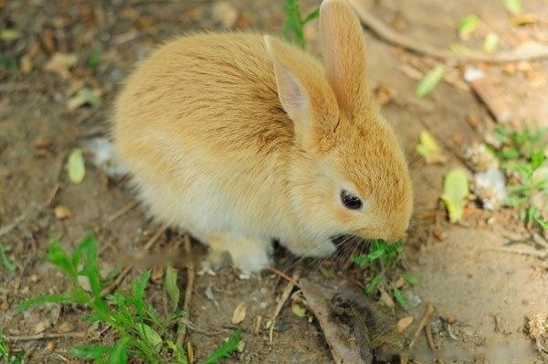 [Rabbit