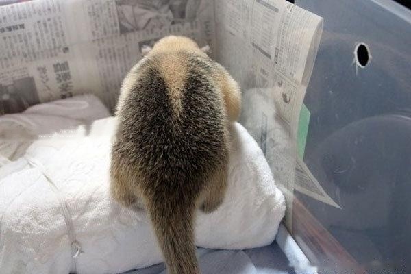 【Anteater