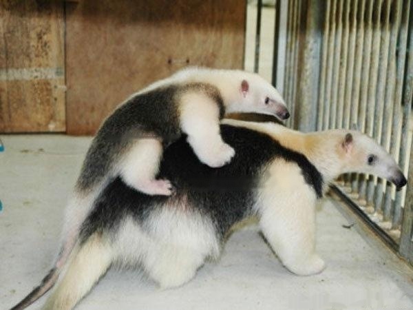 【Anteater