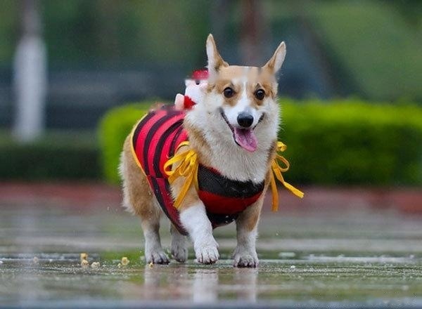 [Corgi