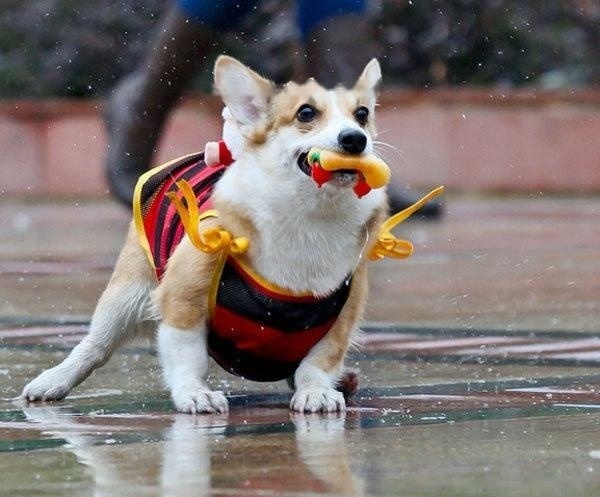 [Corgi