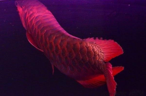 [Arowana