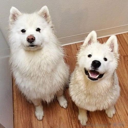 Super popular dog Samoyed sisters