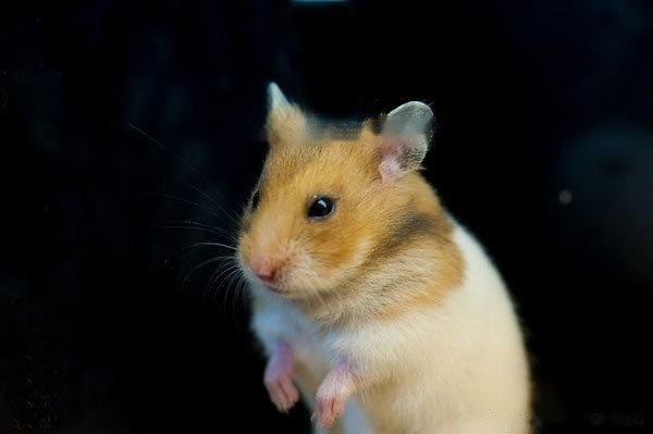 [hamster