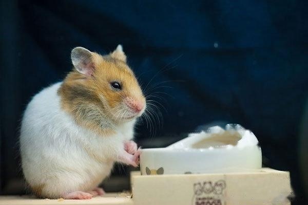 [hamster