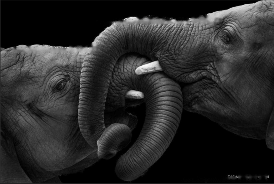 [Elephant