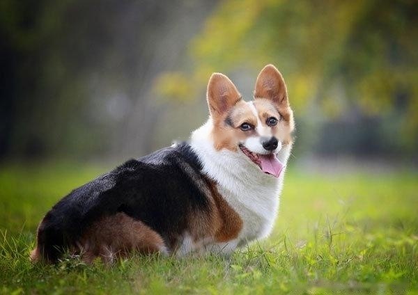 [Corgi