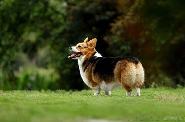 [Corgi