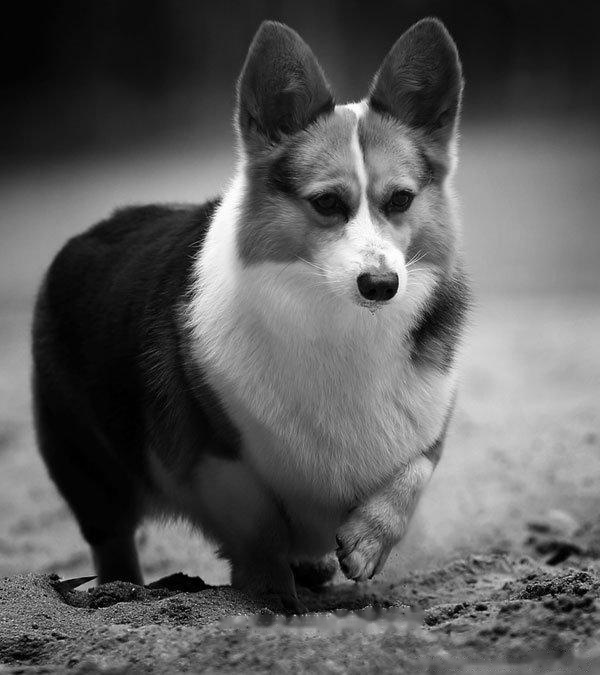 [Corgi