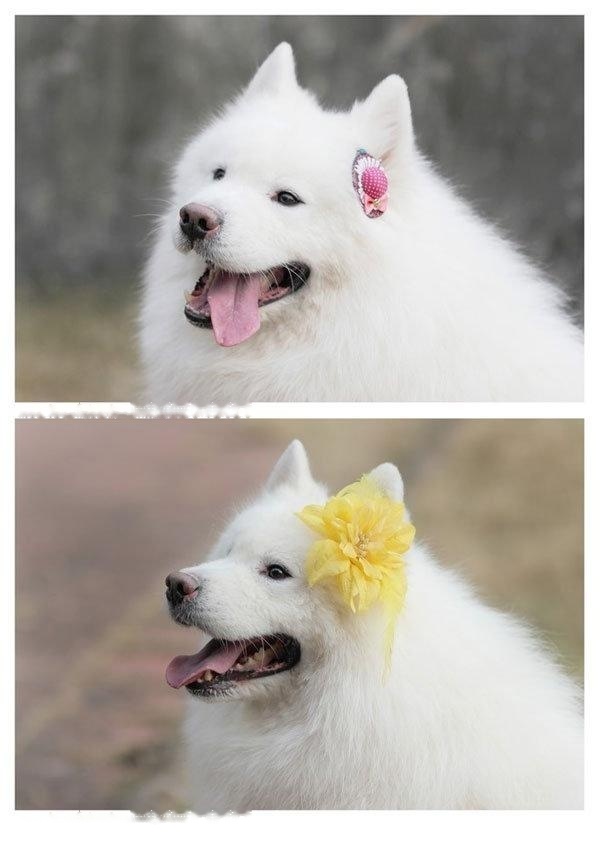 [Samoyed