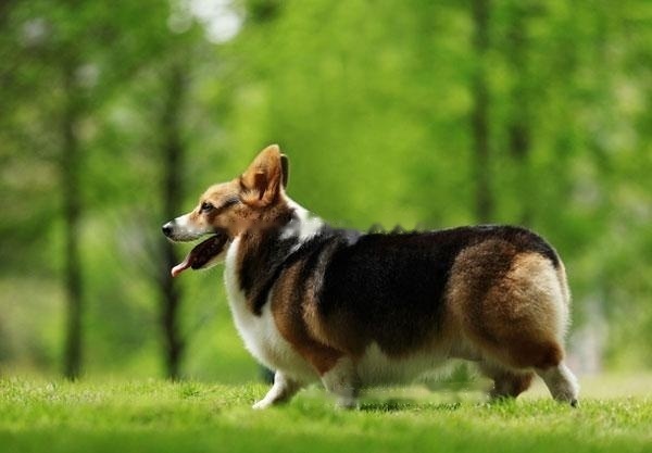 [Corgi