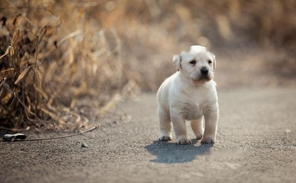 【Labrador