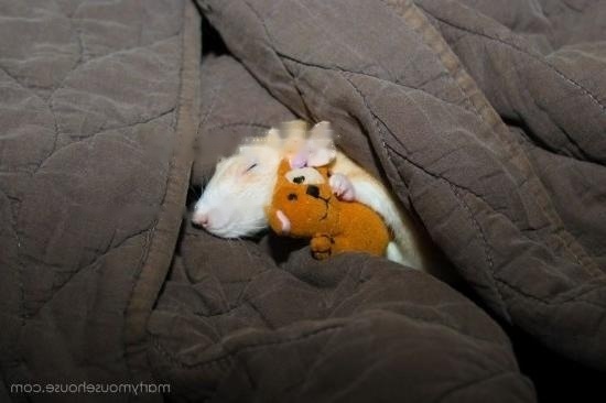 cute-pet-rats-4__880