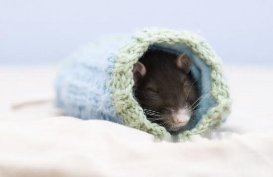 cute-pet-rats-5__880