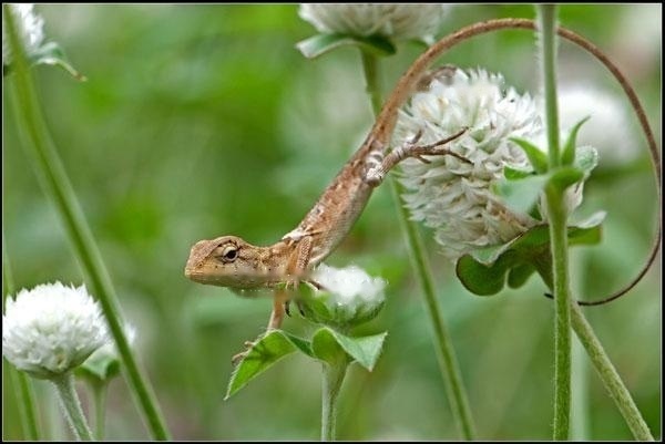 [Lizard Picture] Flower Lizard galloping on flowers