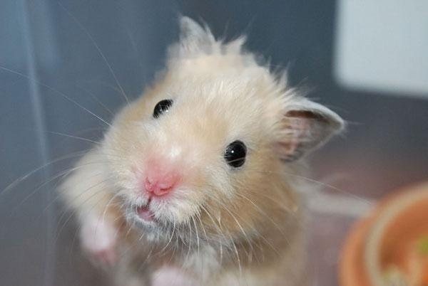 [Hamster