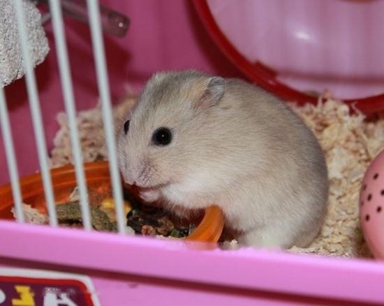 [Hamster