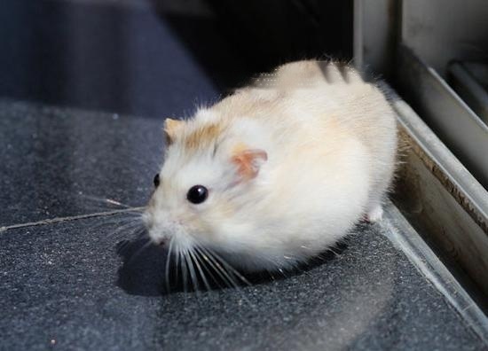 [Hamster