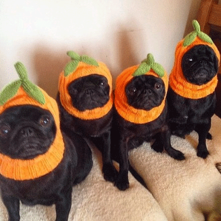 [Pug