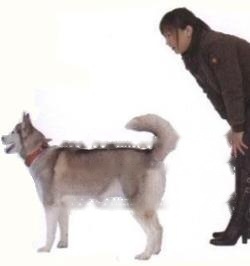 【Dog Training 4】Pet Dog Name Response Training Method